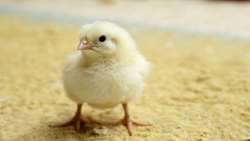 Iran to begin exporting day-old chicks to regional countries