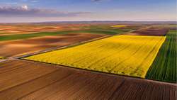 Official highlights importance of expansion of Canola cultivation 