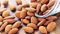 Iran’s southwestern province leads production, export of premium almonds