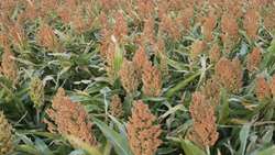 Sorghum cultivation proposed to ease water pressure on livestock feed