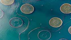 City in northwestern Iran emerges as premier aquaculture hub