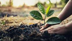 West Azarbaijan producing over 7m certified saplings annually 