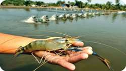 Iran’s farmed shrimp production surges on stronger disease control