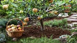 Iran produces 30m quality-controlled fruit saplings, official says