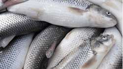 Iranian researchers identify key reproduction, migration genes in Caspian Kutum