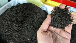 Iran’s tea export increases 38 percent