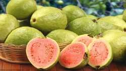 Guava harvest underway in southeastern Iran