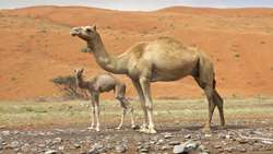Iran launches first camel GPS tracking system in south 
