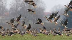’Shiblou wetland world’s second favorite habitat for lesser white-fronted geese’