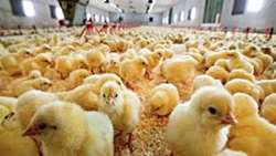 Hatching rate of chickens sets record in north of Iran 