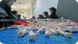 562 tons of chicken feet exported from East Azarbaijan in 9 months