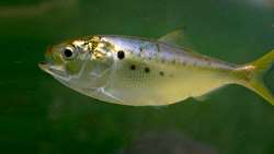 Lorestan produces 160m juvenile fish, exports half to intl markets  