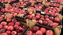Apple processing boosts horticultural exports from Lorestan