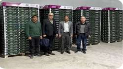 Yazd studies greenhouse exports to Russia, Belarus