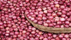 Iran moves to boost onion exports to prevent waste, stabilize market