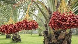 More irrigation systems needed to boost productivity, Bushehr governor says