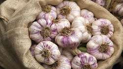 Hamedan leads Iran’s garlic production, expands export capacity