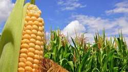 Iranian researchers highlight gene editing as next-generation agricultural tech