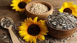 Kermanshah to cultivate 10,000 ha of sunflower