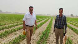 Iran unveils water-saving forage maize cultivation model