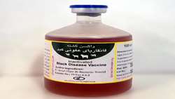 Kerman launches production line of 40-dose Black Disease Vaccine 