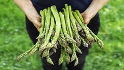Asparagus emerges as high-value export crop with 60-year productivity