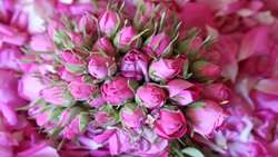 Shiraz exports 1.6m rose stems to regional markets