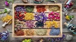 Iran unveils plan for national medicinal plants development roadmap