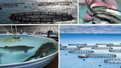 Semnan province to upgrade trout farms with water-saving aquaculture tech