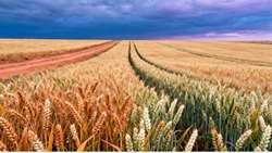 Iranian researchers increase wheat yields by 25 percent with Plasma Tech