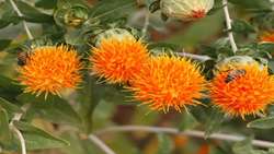 Iran unveils early-maturing safflower to boost oilseed production