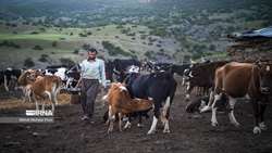 Iran backs nomadic herders to strengthen livestock production