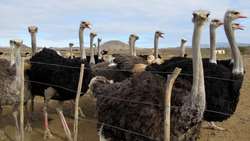 South Khorasan strengthens position as Iran’s ostrich farming hub