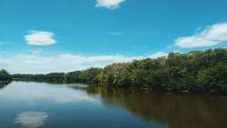 Mangrove forests key to sustainable fisheries in Iran: IFO