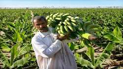Sistan-Baluchestan leads Iran’s banana production, official says