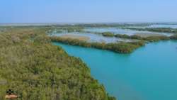 Hormozgan leads Iran in Mangrove Forest coverage