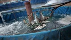 Freshwater aquaculture dominates Iran’s fish farming output