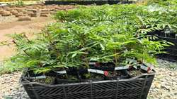 Kerman exports standard pistachio seedlings 