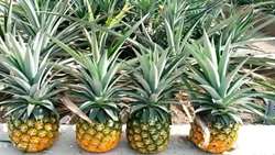 Chabahar achieves breakthrough in domestic pineapple production