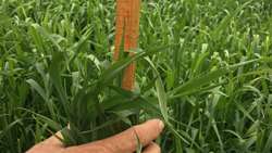 Iran unveils plan to produce up to 1.5m tons of forage using rainwater