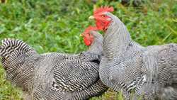 Iran’s Caspian Native Chicken breeding program boosts productivity, official says 