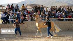 North Khorasan to establish specialized Turkoman Horse breeding hub