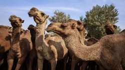 Hormozgan strengthens position as southern Iran’s leading camel breeding hub