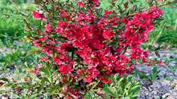 Mazandaran exports 90,000 ornamental plants to 6 countries