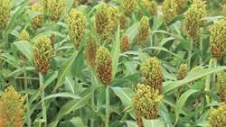 Sorghum forage gains strategic importance in Sistan and Baluchestan