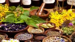 Alborz harvests 951 tons of medicinal plants, expands greenhouse production