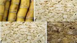 Iranian researchers develop livestock feed from sugarcane residues