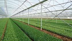 South Khorasan prioritizes greenhouses, food processing to boost agricultural efficiency