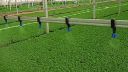 Iran inaugurates largest greenhouse seedling production hub in Isfahan