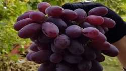 Fars province retains top spot in Iran’s grape production